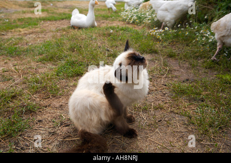 Blue eyed siamese cat playing with chickens Altai Russia Stock Photo