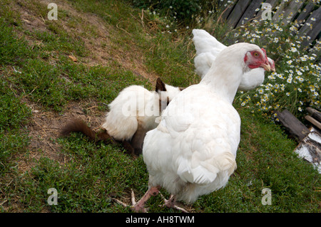 Blue eyed siamese cat playing with chickens Altai Russia Stock Photo