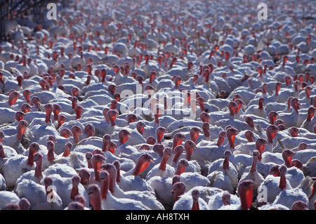 Poultry farm with turkeys near McMinnville Yamhill County Oregon State USA Stock Photo