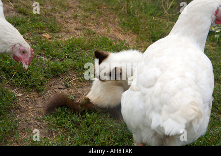 Blue eyed siamese cat playing with chickens Altai Russia Stock Photo