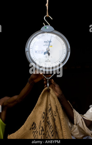 Organic fairtrade coffee being weighed at community trading centre, Uganda, Africa