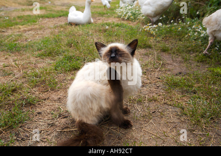 Blue eyed siamese cat playing with chickens Altai Russia Stock Photo