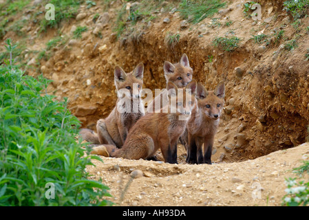 Fox cubs Vulpes vulpes sitting at entrance to earth Biggleswade Bedfordshire Stock Photo