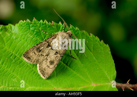 Heart and Dart Agrotis exclamationis at rest on leaf Potton Bedfordshire Stock Photo