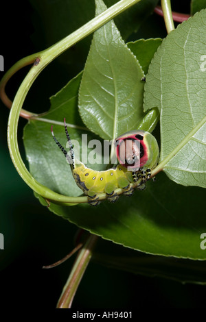 Puss Moth Cerura vinula Larva on Poplar leaves showing pinkish extendable flagellae Potton Bedfordshire Stock Photo