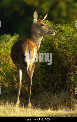 Red Deer Hind Cervus elaphus in early morning light Richmond park London Stock Photo