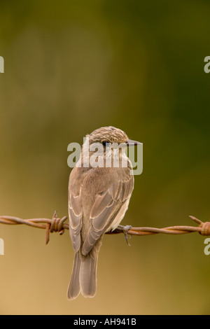 Spotted Flycatcher Muscicapa striata perching on barbed wire Potton Bedfordshire Stock Photo