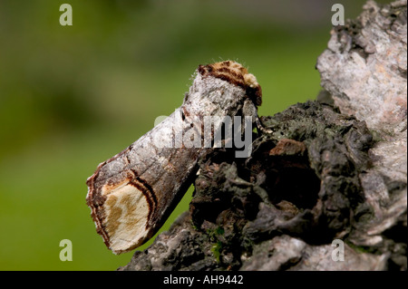 Buff tip Phalera bucephala at rest on silver birch Potton Bedfordhire Stock Photo