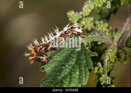 Comma larva Polygonia c album feeding on Stinging nettle Urtica dioica Potton Bedfordshire Stock Photo
