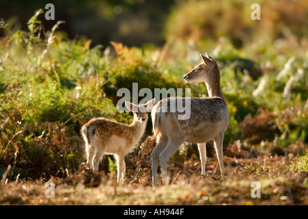 Fallow deer Dama dama hind with fawn backlit in eary morning light Bradgate park Stock Photo