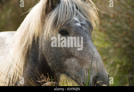 Camargue Pony in the Camargue region of Southern Provence France Stock Photo