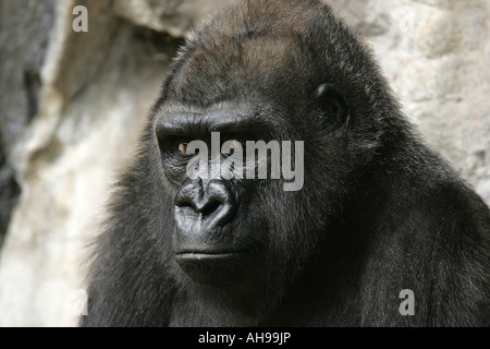 A westernn lowland gorilla is seen at Franklin Park Zoo in Boston Massachusetts Stock Photo