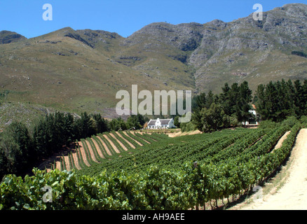 Dieu Donne wine estate at Franschhoek Manor House and vines South ...