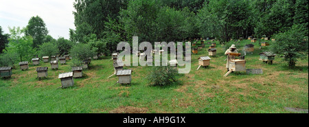 Apiary in foothills. Beekeeper opens a beehive and takes out a frame. Altai. Siberia. Russia Stock Photo
