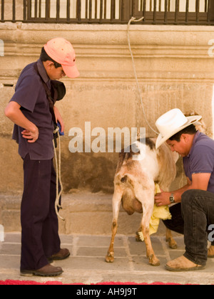 Father and son with goat Stock Photo
