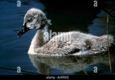 Close up of a Black Swan cygnet - Cygnus atratus Stock Photo