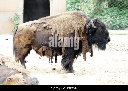 American Bison at Brookfield Zoo Stock Photo