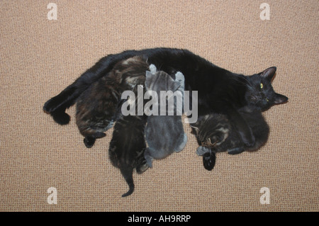 Cat Feeding Her Kittens. Stock Photo