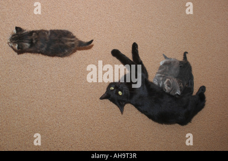 Cat Feeding Her Kittens. Stock Photo