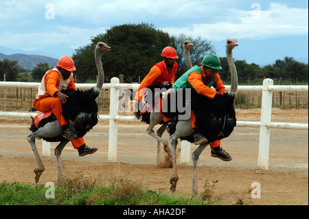 Ostrich Racing Track Ostrich racing at Oudtshoorn in the Karoo region South Africa RSA Race ...