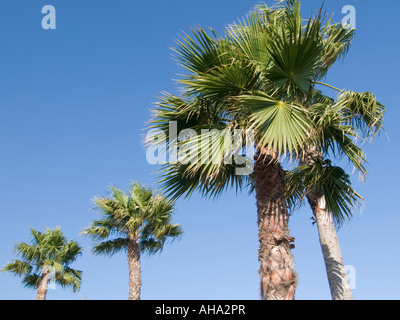 Palm trees Stock Photo