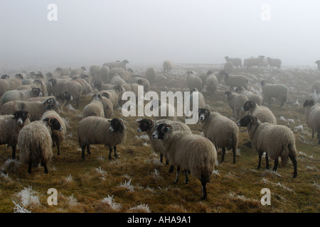 Pregnant Swaledale ewes on moors waiting for the farmer to bring supplementary winter feed. Moorland mists and sheep Stock Photo