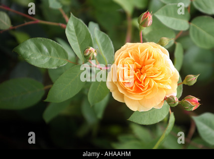 Picture shows Rose Petals and rose plant teasing Georgina by David Austin in bloom Stock Photo