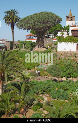 Drago tree at Icod de los Vinos Tenerife Canary Islands Spain Stock Photo
