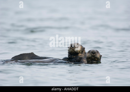 Sea Otters (Enhydra lutris) Izembek Lagoon, Alaska Peninsula, Alaska WILD Stock Photo