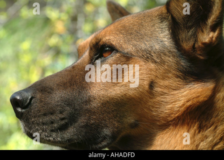 Dog Profile Stock Photo