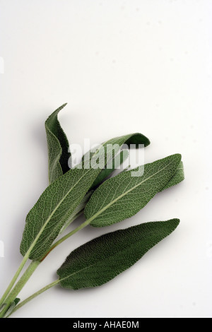 Rosemary (Rosmarinus officinalis). Stock Photo