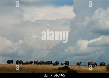 Elephant herd silhouetted against a dramatic sky in the Masai Mara National Reserve Kenya East Africa Stock Photo