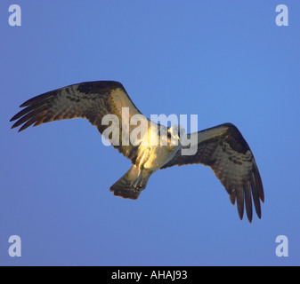 Osprey Hovering Over Water for Fish Stock Photo