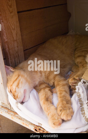 Color vertical image of a tiger cat sleeping on a white cloth in a wooden crate Stock Photo