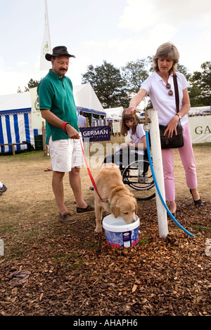 UK Hampshire Romsey Broadlands CLA Game Fair golden retriever drinking water Stock Photo