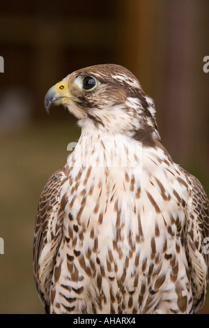 UK Hampshire Romsey Broadlands CLA Game Fair peregrine falcon merlin cross Stock Photo