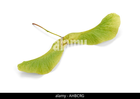 Helicopter seed dispersal experiment picture