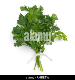 Bunch of Flat Leaf Parsley Stock Photo