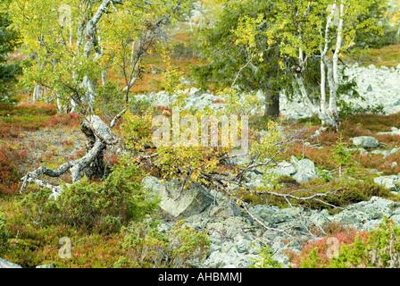 coloured nature on fell in Yllas Pallastunturi Nationalpark Akaslompolo Lapland Finland Stock Photo