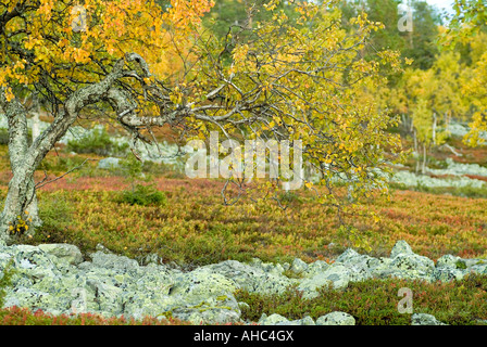 coloured nature on fell in Yllas Pallastunturi Nationalpark Akaslompolo Lapland Finland Stock Photo