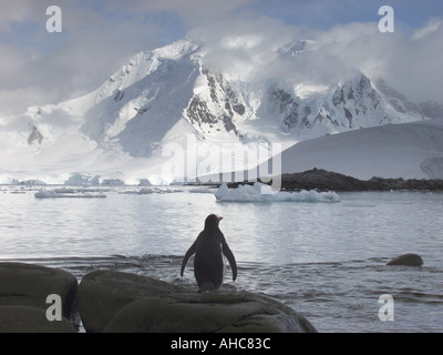 A gentoo penguin looks across the water at snow covered mountains from the rookery located on Jougla Point at Port Lockroy Stock Photo