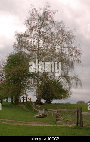 Silver birch Betula pendula just coming into leaf in a filed beside a post and rail fence Stock Photo