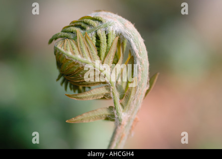 An uncoiling shoot of Royal Fern Osmunda regalis in spring Bedgebury Forest Kent UK 13 May 2006 Stock Photo