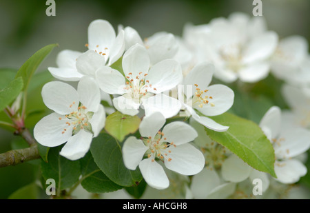 The white flowers of a wild seedling apple tree Bedgebury Forest Kent UK 14 May 2006 Stock Photo
