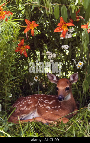 White tailed Deer Odocoileus virginianus Fawn Indiana Stock Photo