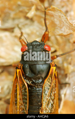 Periodical 17 Year Cicada Magicicada spp Stock Photo