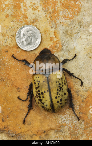 Large Scarab Beetle with Dime to Show Size Southern Indiana Stock Photo ...