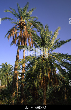 TUNISIA Jerid Nefta Jarid date palm trees growing in the large oasis plantation  Stock Photo