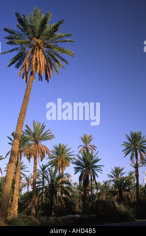 TUNISIA Jerid Nefta Jarid date palm trees growing in the large oasis plantation  Stock Photo