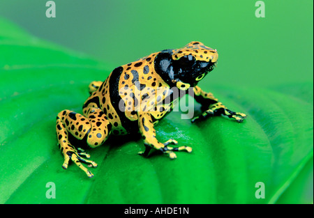 yellow-banded poison dart frog,yellow banded poison frog,bumble bee poison arrow frog (Dendrobates leucomelas),sitting on a leaf